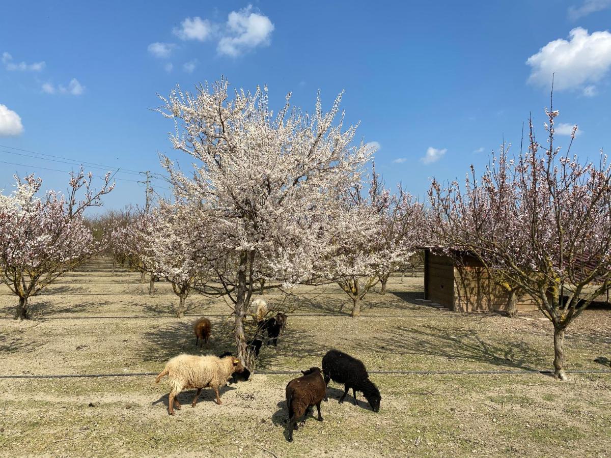 Agriturismo San Michele San Michele  Екстер'єр фото
